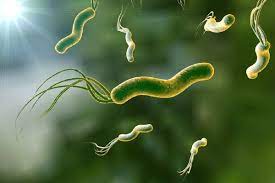 Helicobacter pylori тісно пов'язаний із ССЗ
